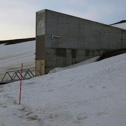 8.149 sementes brasileiras dormem a -18°C em montanha norueguesa