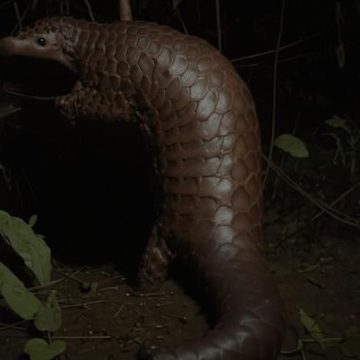 Bangladesh: cientistas revelam o retorno de pangolins resgatados à vida selvagem