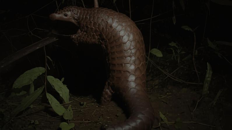 Chinese pangolin
