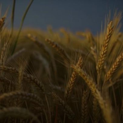 Reino Unido registra menor área plantada de cevada em 16 anos