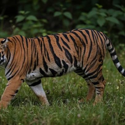 Camboja quer de volta seus tigres, planeja importar Bengala da Índia