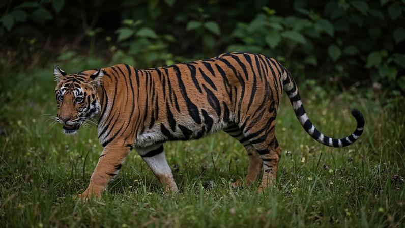 Camboja quer de volta seus tigres, planeja importar Bengala da Índia