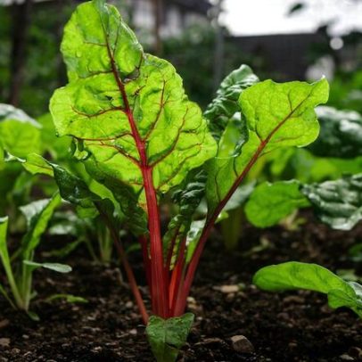 Os melhores vegetais verdes para a saúde intestinal, dizem nutricionistas
