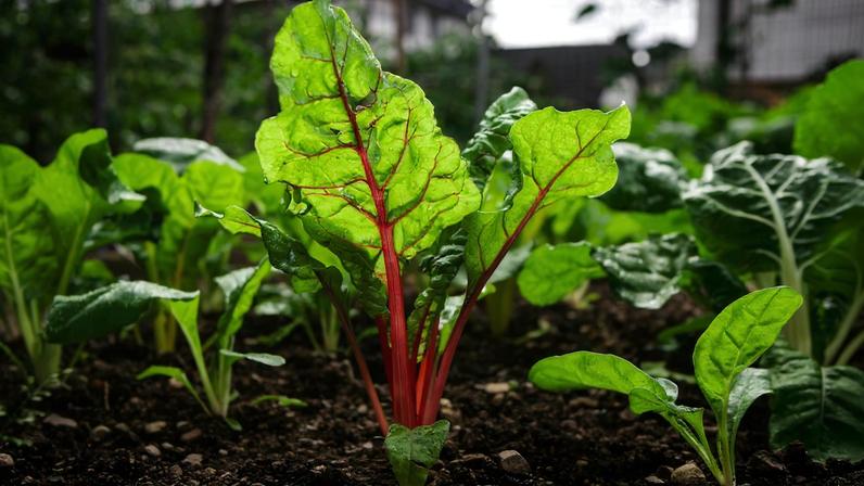 Os melhores vegetais verdes para a saúde intestinal, dizem nutricionistas