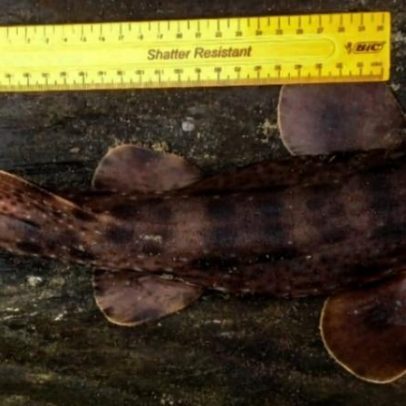 Novos registros do tubarão-bambu perdido confirmados em Madagascar