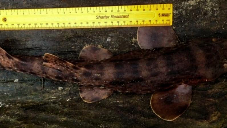 Novos registros do tubarão-bambu perdido confirmados em Madagascar