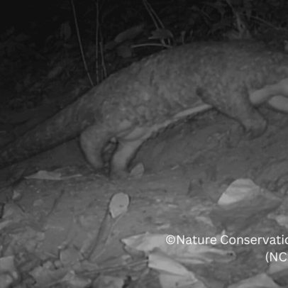 Pangolim chinês raro é encontrado em floresta sagrada no Nepal
