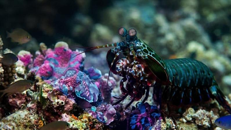 A natureza revela um mundo de cores invisíveis aos olhos humanos (Imagem: Fala Ciência via Gemini)