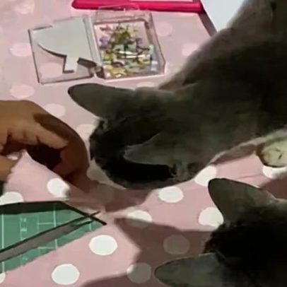 Gatas atrapalham tutora durante demonstração de corte e costura