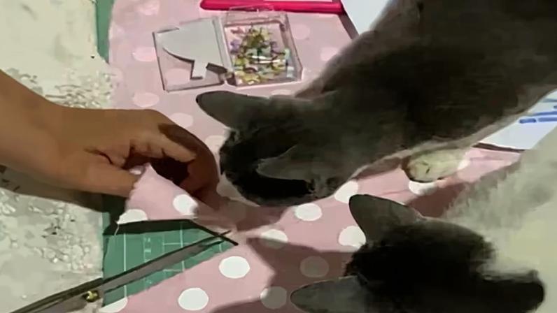 Duas gatas curiosas observando atentamente o trabalho de uma pessoa. Ao fundo há tecido rosa com bolinhas brancas, uma tesoura, alfinetes coloridos e um tapete de corte verde.