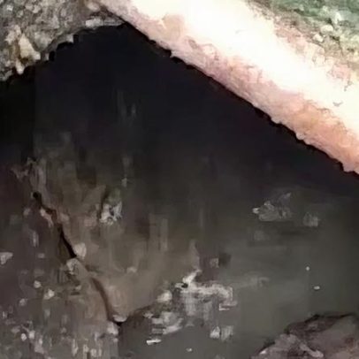 Jacarés invadem ruas do Japiim, em Manaus, assustando moradores