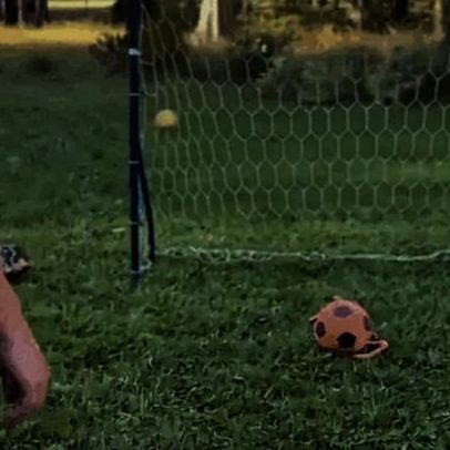 Ronaldo, o cão goleiro que viralizou nas redes sociais