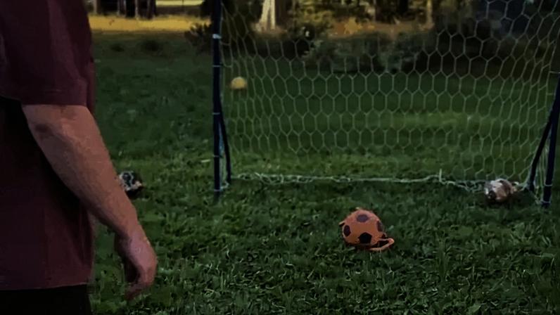 Cão vem participando de brincadeiras para 'adivinhar' os resultados dos jogos da Copa