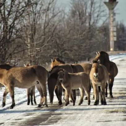 Região de Chernobyl volta a florescer 40 anos após maior acidente nuclear