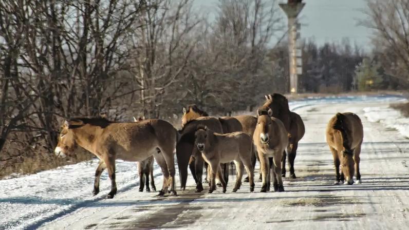ÚNICOS - Os cavalos-de-przewalski: mamíferos selvagens encontrados na área de exclusão da antiga usina soviética