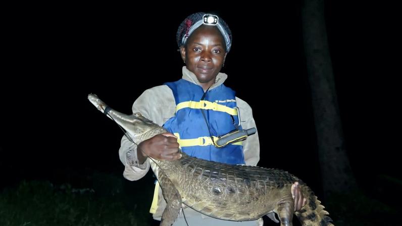Crocodilo trepador da Costa do Marfim precisa de proteção, diz cientista