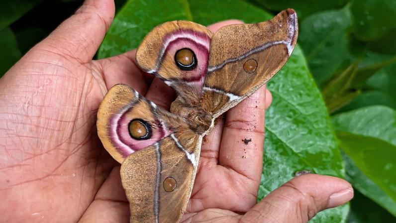 A recently emerged Suraka silk moth (Antherina suraka) is held by an artisan in the SEPALI Madagascar demonstration garden in Maroantsetra. Trained local farmers use the CPALI method to collect this species’ brown silk, leaving the developing pupae unharmed. Image by Rachel Kramer/CPALI.