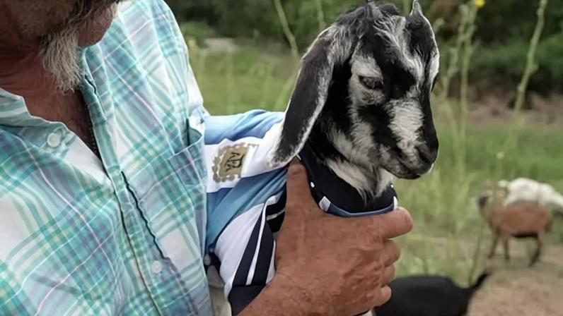 GOAT: Cabra recebe nome de Messi em homenagem ao maior artilheiro da Copa