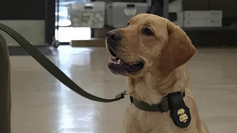 Cães policiais têm formatura nos EUA e devem trabalhar na segurança da Copa