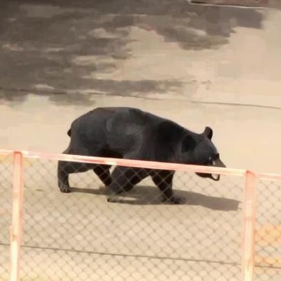 Urso considerado extremamente inteligente contorna autoridades no Japão