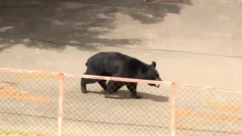 Imagens divulgadas nas redes sociais mostram o urso-negro-asiático fugindo após atacar quatro pessoas