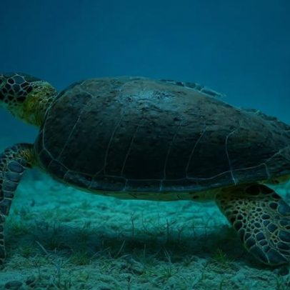 China afirma que tartarugas e peixes espiões monitoram suas águas