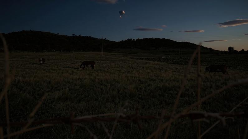 O gado pasta em um campo perto de Cooma, em Nova Gales do Sul 19 de novembro de 2023 REUTERS/Peter Hobson