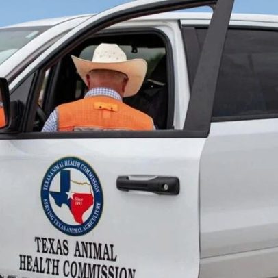 Pecuaristas do Texas em alerta após detecção de parasita em bezerro