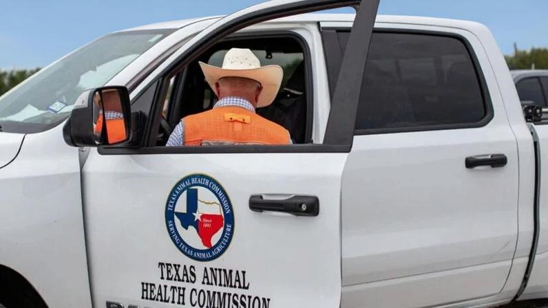 Tuffy, representante da Comissão de Saúde Animal do Texas, prepara uma pesquisa e um folheto informativo em um posto de controle de triagem de gado na rodovia 57
