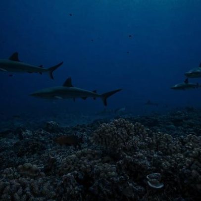 Polinésia Francesa amplia proteções oceânicas para 30% de suas águas