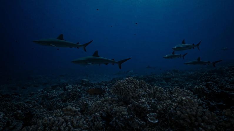 Polinésia Francesa amplia proteções oceânicas para 30% de suas águas