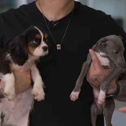 Raças Cavalier e Galguinho Italiano conquistam os brasileiros