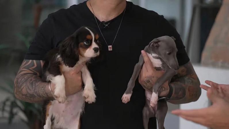 Raças Cavalier e Galguinho Italiano conquistam os brasileiros