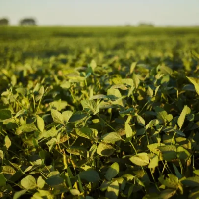 Nordeste surge como nova fronteira da agricultura orgânica