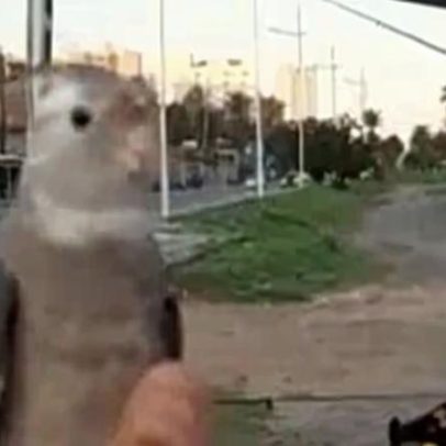 Calopsita foge, passeia sozinha e retorna ao tutor
