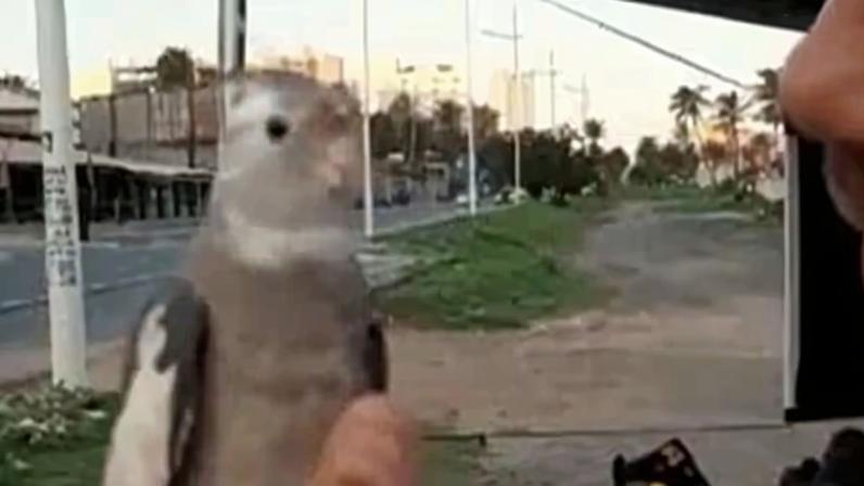 Pequena calopsita pousada na mão de uma pessoa, em um ambiente urbano e aberto, com rua, postes e palmeiras ao fundo.