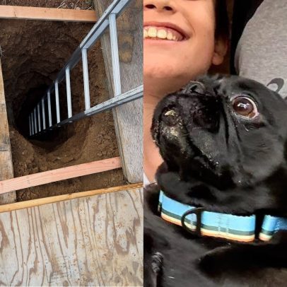 Cão resgatado após ficar 3 dias desaparecido em buraco de 6 metros nos EUA