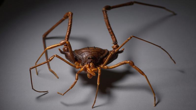 Linha evolutiva dos opiliões é mais próxima dos escorpiões do que das aranhas