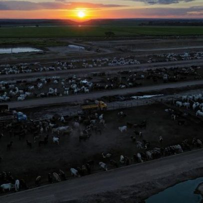 Friboi desiste de comprar maior confinamento de gado por falta de aval do Cade