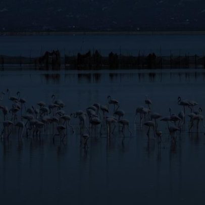 Revolução Flamingo impede resort apoiado por Kushner em delta da Albânia