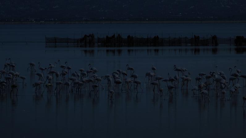 A flock of greater flamingos wades in the Narta Lagoon, an important wintering site for the species. Image by Stefan Lovgren for Mongabay.