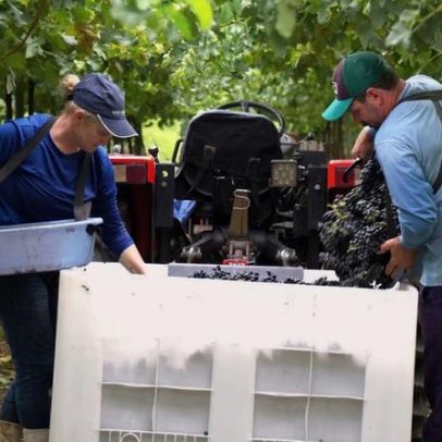 Cooperativa vinícola mais antiga do Brasil busca sair da lógica das commodities