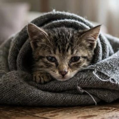 Vírus oculto presente em 80% dos gatos pode ativar com estresse
