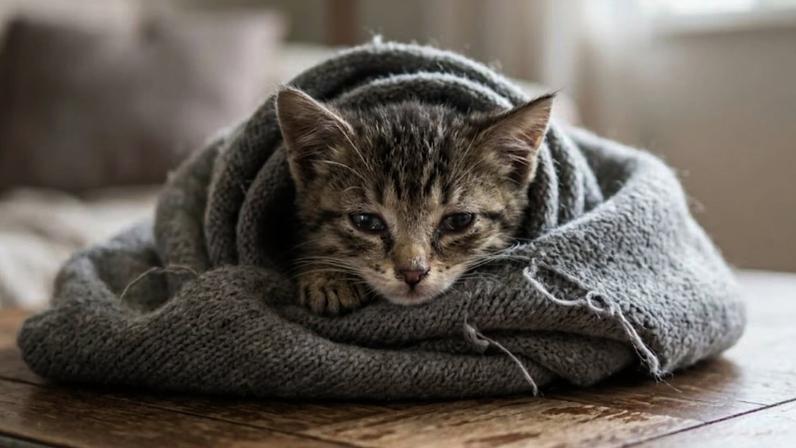 Vírus oculto presente em 80% dos gatos pode ativar com estresse