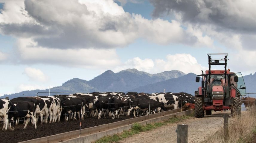 Um agricultor opera um trator enquanto distribui ração para vacas leiteiras em uma fazenda fornecedora da Fonterra Cooperative Group em Hamilton, Nova Zelândia, na quinta-feira, 19 de março de 2015.
