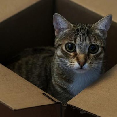 Caixa de papelão reduz cortisol em gatos, aponta estudo