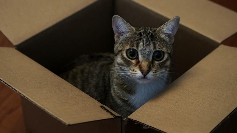 Caixa de papelão reduz cortisol em gatos, aponta estudo