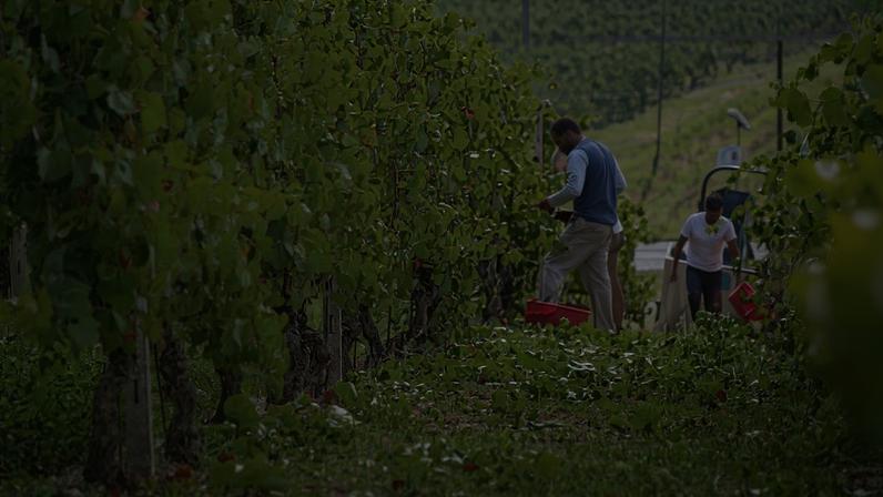 Argea’s 2025 Sustainability Report arrives at a point when companies around the world are reevaluating their sustainability initiatives in light of economic pressures. The strange times have not gone unnoticed at Italy’s largest private wine company – CEO Massimo Romani recognised the “very peculiar moment” that businesses are experiencing in an interview with db earlier this year.