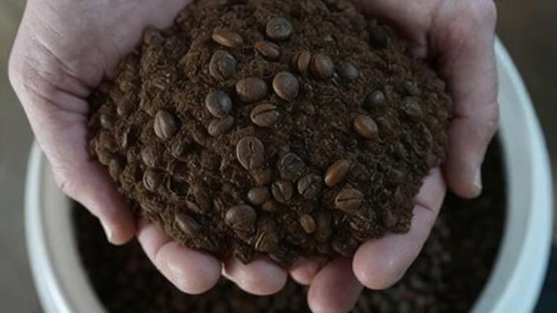 Cafeicultor segura grãos de café robusta em fazenda em São Domingos do Norte, no Espírito Santo 23 de setembro de 2025 REUTERS/Alexandre Meneghini
