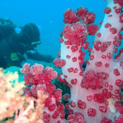 Recuperação incerta de corais moles ao redor de ilha sul-coreana em 2024
